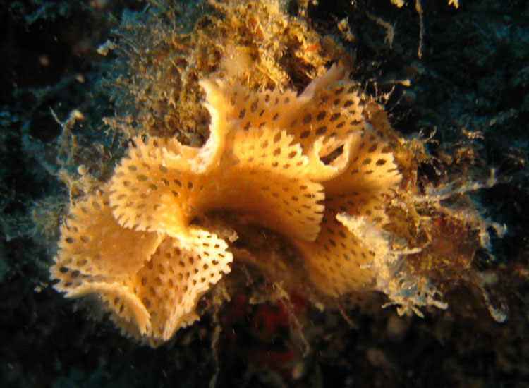 Reteporella grimaldii